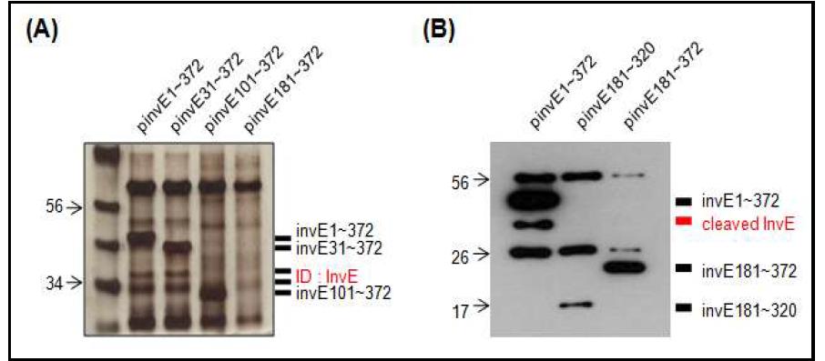 아미노말단 31~100 사이에서 절단된 InvE의 관찰