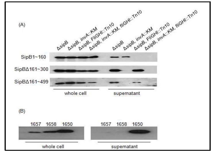 SPI-1 분비에 필요한 SipB의 C-말단부위 확인