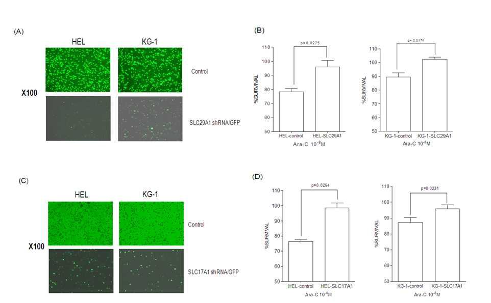 Effect of SLC29A1 and SLC17A1 shRNA on the resistance against Ara-C in AML cells