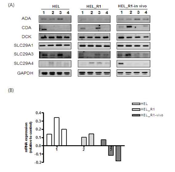 The expression levels of Ara-C metabolism related genes