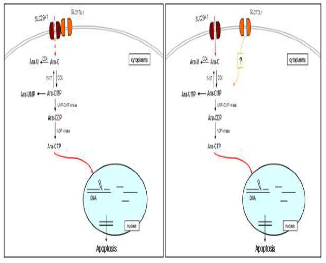 The expression of SLC29A1 and SLC17A1 ara related with acquisition of Ara-C resistance