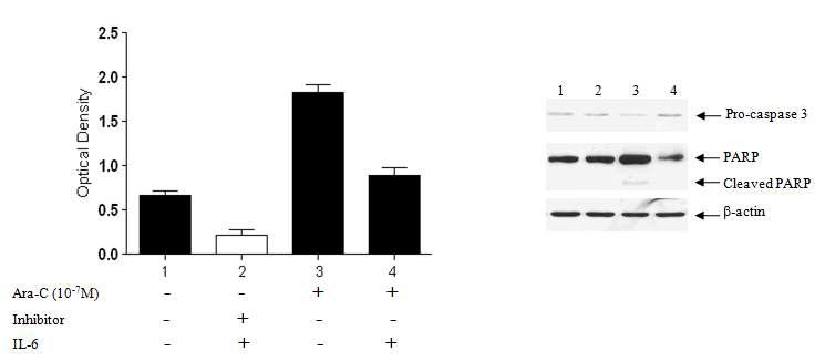 IL-6 suppresses Ara-C mediated apoptosis of HEL in vitro assay.