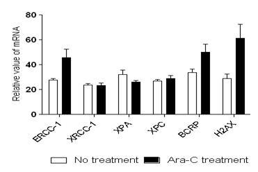 Induction of ERCC1, BCRP, and H2Ax in HEL cells presenting in nude mice injected with Ara-C