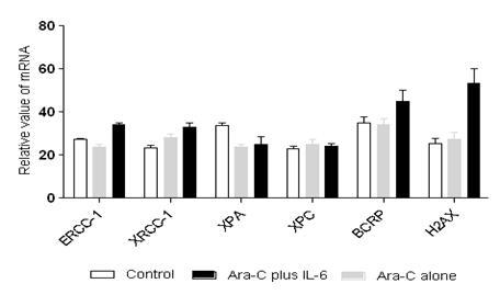 Induction of H2AX and XRCC1 in ex vivo cultured HEL cells and HEL presenting IL-6 with Ara-C treatment.