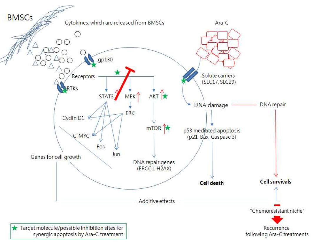 Mechanism of chemoresistant niche and Ara-C resistance