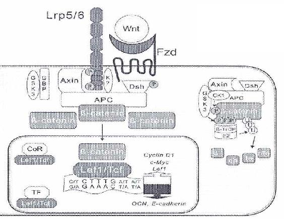 Canonical Wnt 신호전달계