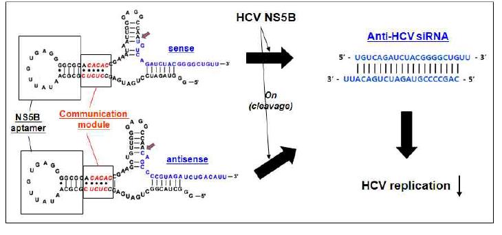 Scheme for the HCV inhibition by specific regulation of siRNA function through activation of NS5B-dependent sirtazyme.