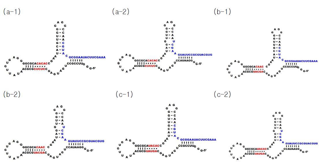 Predicted secondary structure of sirtazyme constructs.