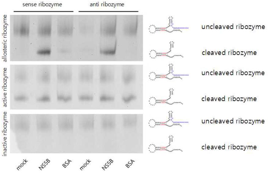 In vitro self-cleavage assay of sirtazymes in the presence or absence of HCV NS5B protein.