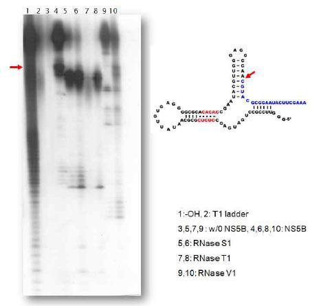 Determination of cleavage site of RNase mapping of sirtazyme