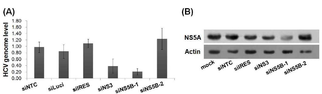 Inhibition of HCV replicon RNA replication with HCV genome-targeting siRNA