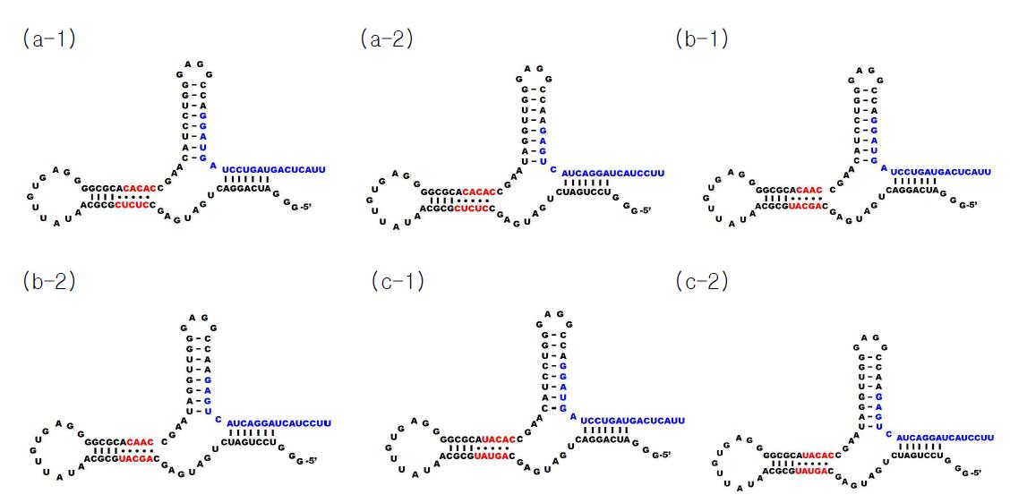 Predicted secondary structure of sirtazyme constructs.