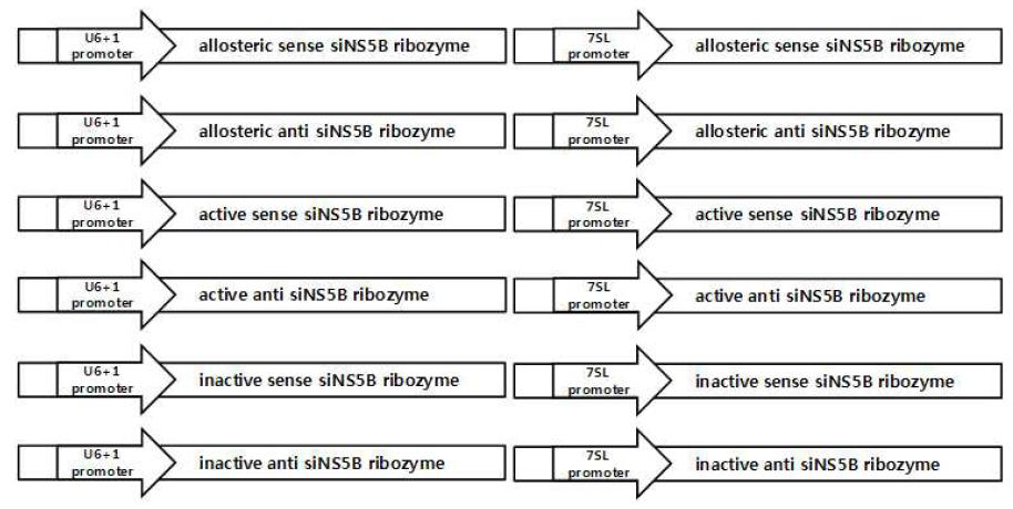 Expression vectors for variable HCV-targeting sirtazymes