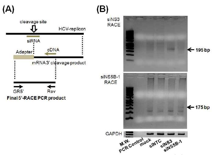 Specific HCV RNA cleavage activity by siRNAs. (A) Schematic diagram of 5’-RACE analysis.