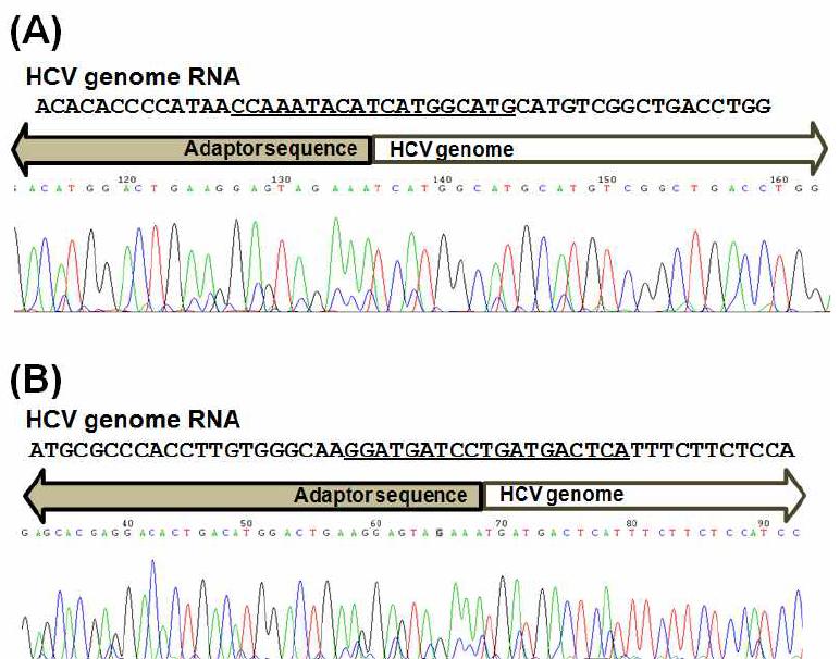 Correct cleavage reaction with targeted HCV RNA by siRNAs.