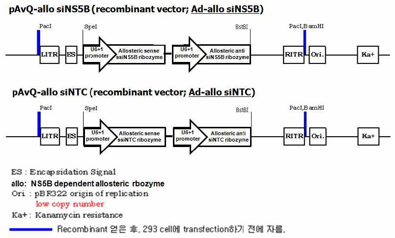 Recombinant adenoviral vector encoding expression vectors for HCV-targeting sirtazyme