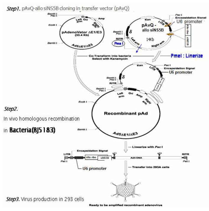 Generation of recombinant adenovirus using bacteria