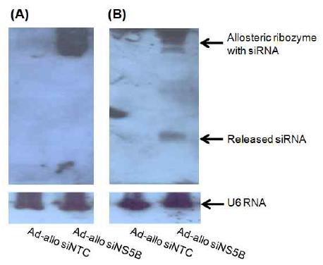 Northern analysis of sirtazyme transcripts expressed in adenoviral infected Huh7 (A) or HCV replicon cells (B) using a siNS5B-specific probe or U6-specific probe.