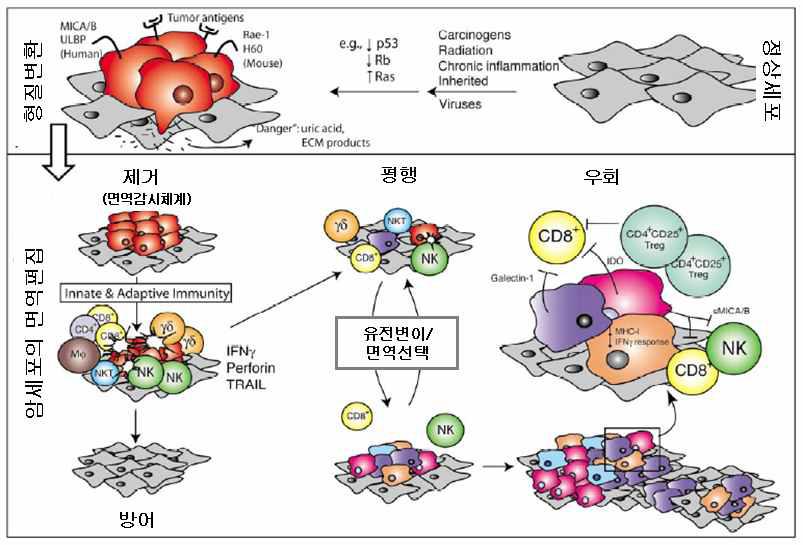 면역편집에 의한 종양 형성