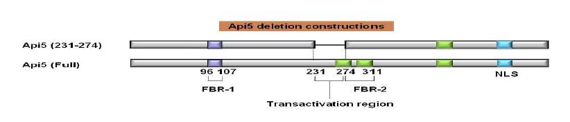 API5 deletion mutant type 모식도