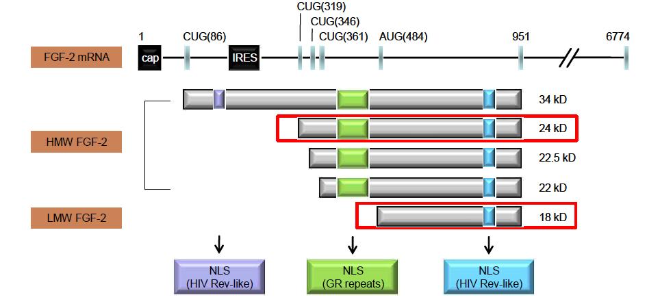 FGF-2 모식도