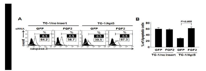 API5 매개성 항세포자멸에 있어서의 API5와 FGF-2 단백질과 상호 작용이 미치는 영향.