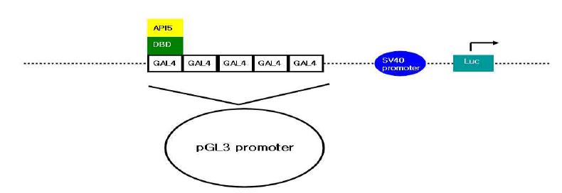 API5의 transactivity확인을 위한 promoter assay vector 모식도.