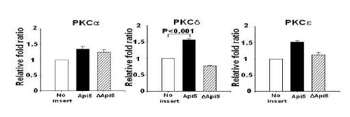 TC-1세포주에서 API5 과발현에 따른 PKCδ mRNA발현 증가.