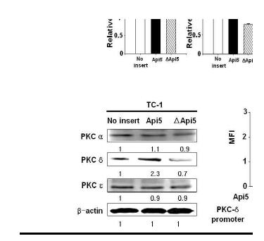 TC-1세포주에서 API5 과발현에 따른 PKCδ 단백질 발현 증가.