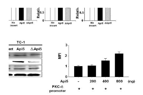 TC-1세포주에서 API5 과발현에 따른 PKCδ transactivativity의 증가.