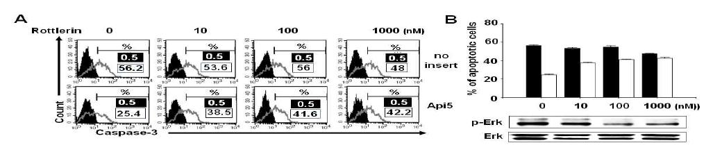 PKCδ inhibitor인 Rottrerin처리에 의한 TC-1/API5의 항암내성 감소.