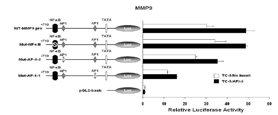 TC-1/API5 에서의 MMP-9의 활성화 증가.