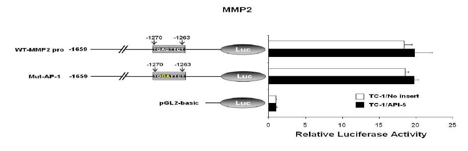 TC-1/API5 에서의 MMP-2의 활성화 증가.