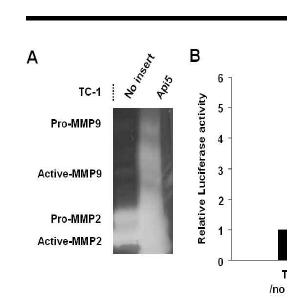 TC-1/API5 세포주에서의 MMP-9, MMP-2의 발현 확인.