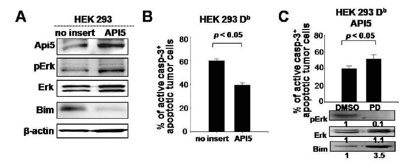 API5에 의한 ERK의 활성을 통한 항암면역회피 능력 획득.