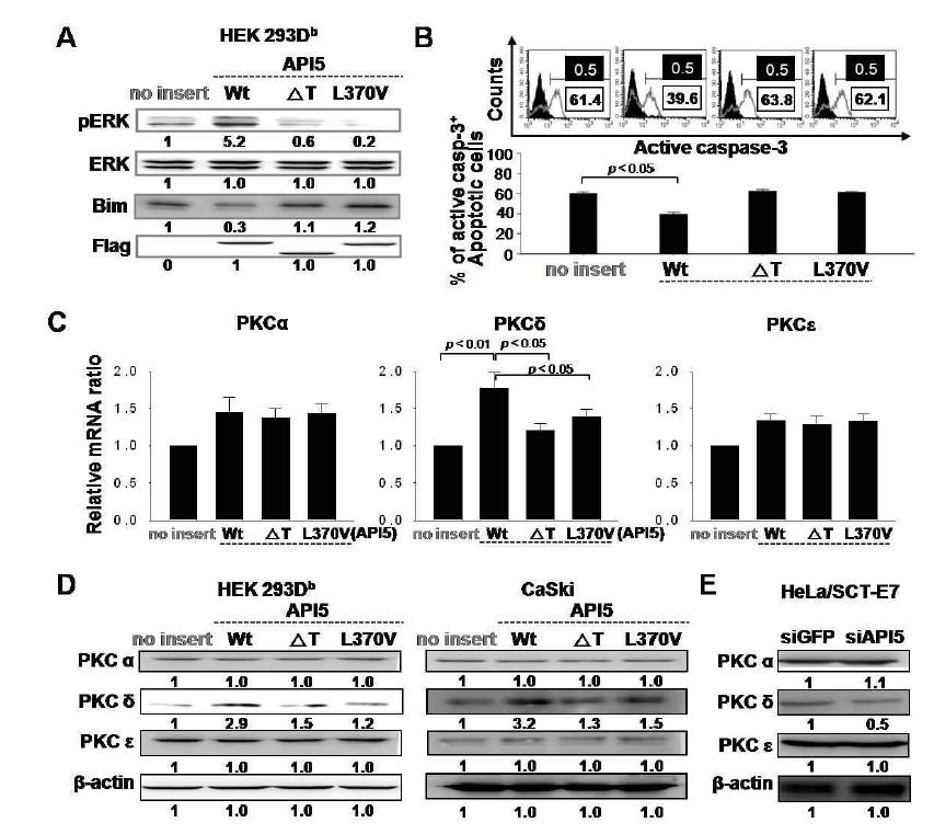 API5의 transactivation 활성과 ERK 활성화 및 항암내성과의 상관관계를 규명