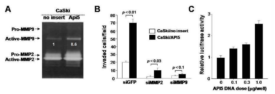 Caski/Api5 에서의 MMP-9의 활성화 증가.