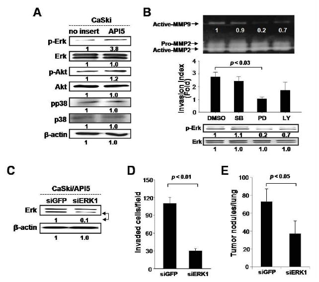 API-5증가에 의한 ERK 의존적 침윤능 및 생체내 전이능 증가.