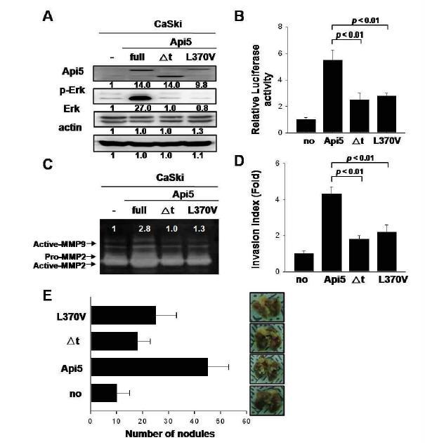 API5 mutant를 이용한 MMP-9활성화 평가, 세포의 침윤능 및 생체내 전이능 평가