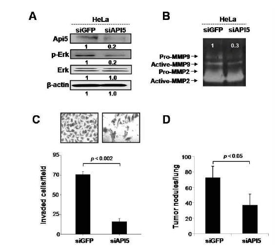 Hela세포주에서의 API5발현억제에 따른 세포의 침윤능 감소 및 생체내 암 전이능 감소.