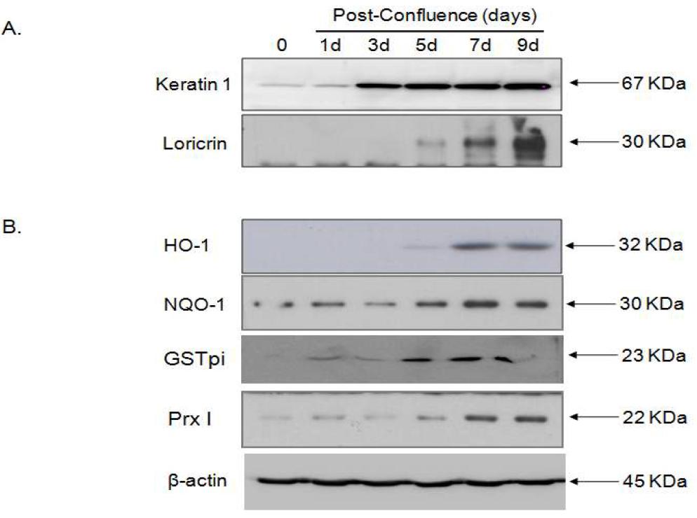 HKs 세포에서 분화 유도 (9일)후 분화 마커 (K1, Loricrin)와 항산화 효소 발현을 Western blot으로 분석