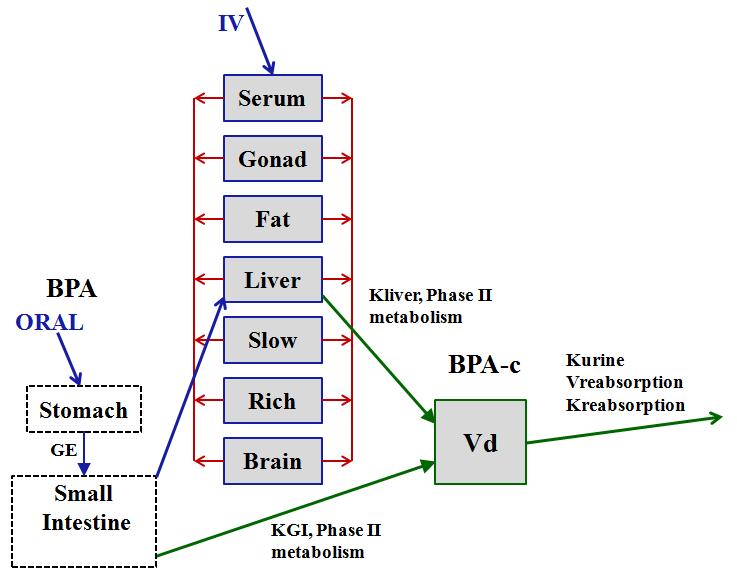 Schematic of infant and adult monkey and human PBPK model for bisphenol A (BPA) and its phase II metabolites