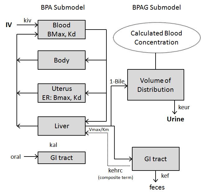 Diagram depicting the structure of the BPA/BPAG PBPK model