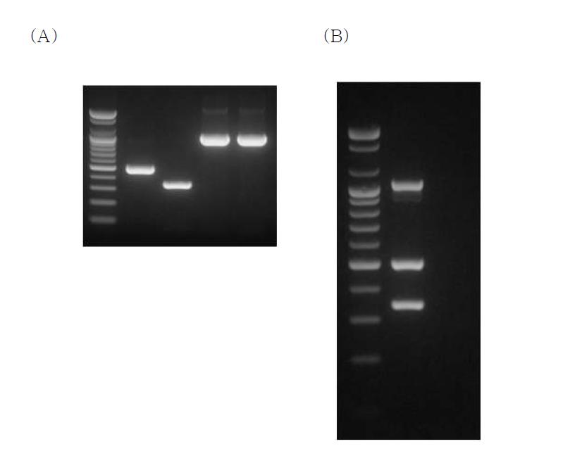 Single(A) and Multiplex(B) PCR for identification of Campylobacter coli and Campylobacter jejuni, lanes 1 and 3. C coli; 2 and 4, C. jejuni