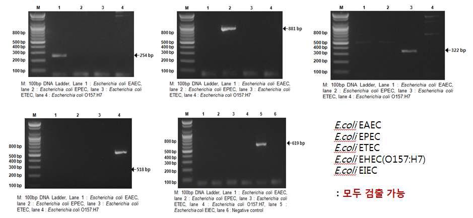 PCR detection of E. coli species (EAEC, EPEC,EIEC, ETEC, E.coli O157:H7) with different sets of primers.