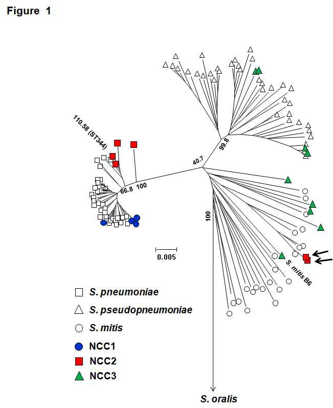 A neighbor-joining tree of the MLST sequences of various streptococcal species