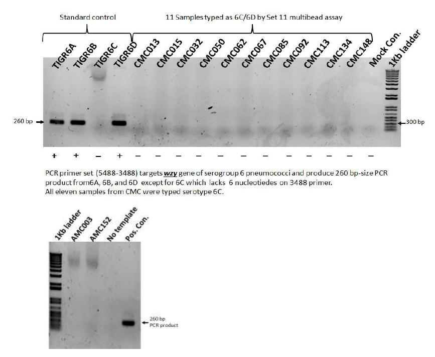 6C/6D 동정을 위한 wxy 유전자 PCR 결과