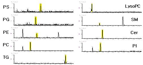 확립한 질량분석기기 조건에서 얻은 여러 class의 대표 lipid chromatogram