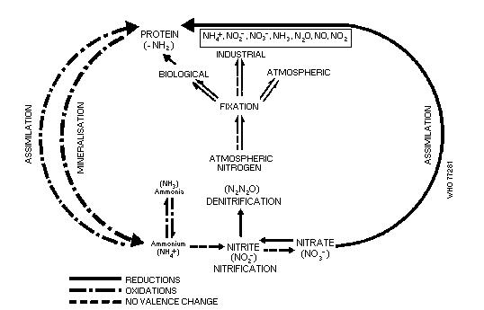 The nitrogen cycle