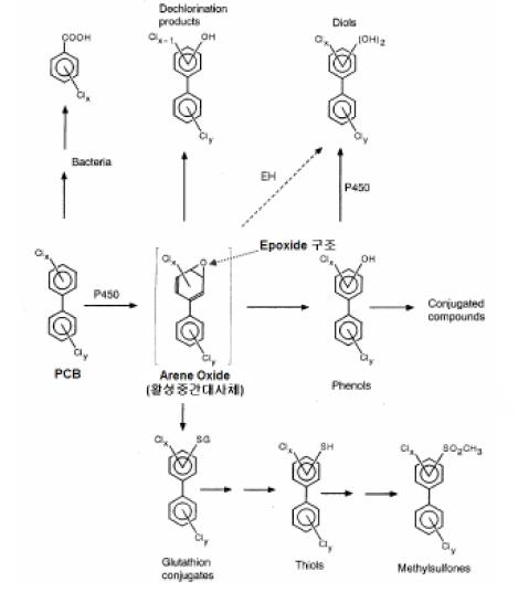 PCBs의 일반적인 생체전환 과정